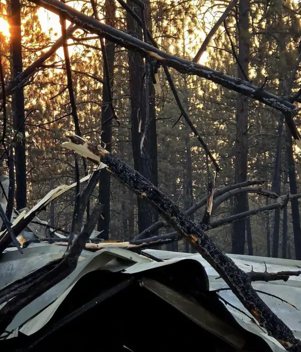 Burned limbs dropped across sheet metal that used to be a roof, lit by the sun coming through the trees.