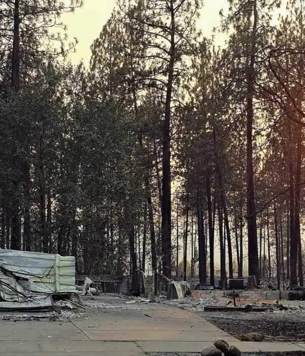 A clean driveway running between two burned lots, with scorched pines standing over both.