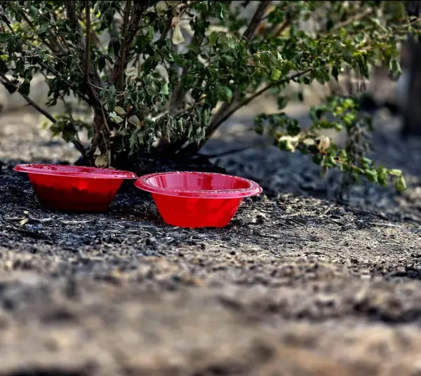 Pet bowls left out beside a shrub that came through green. The ground around them burned.